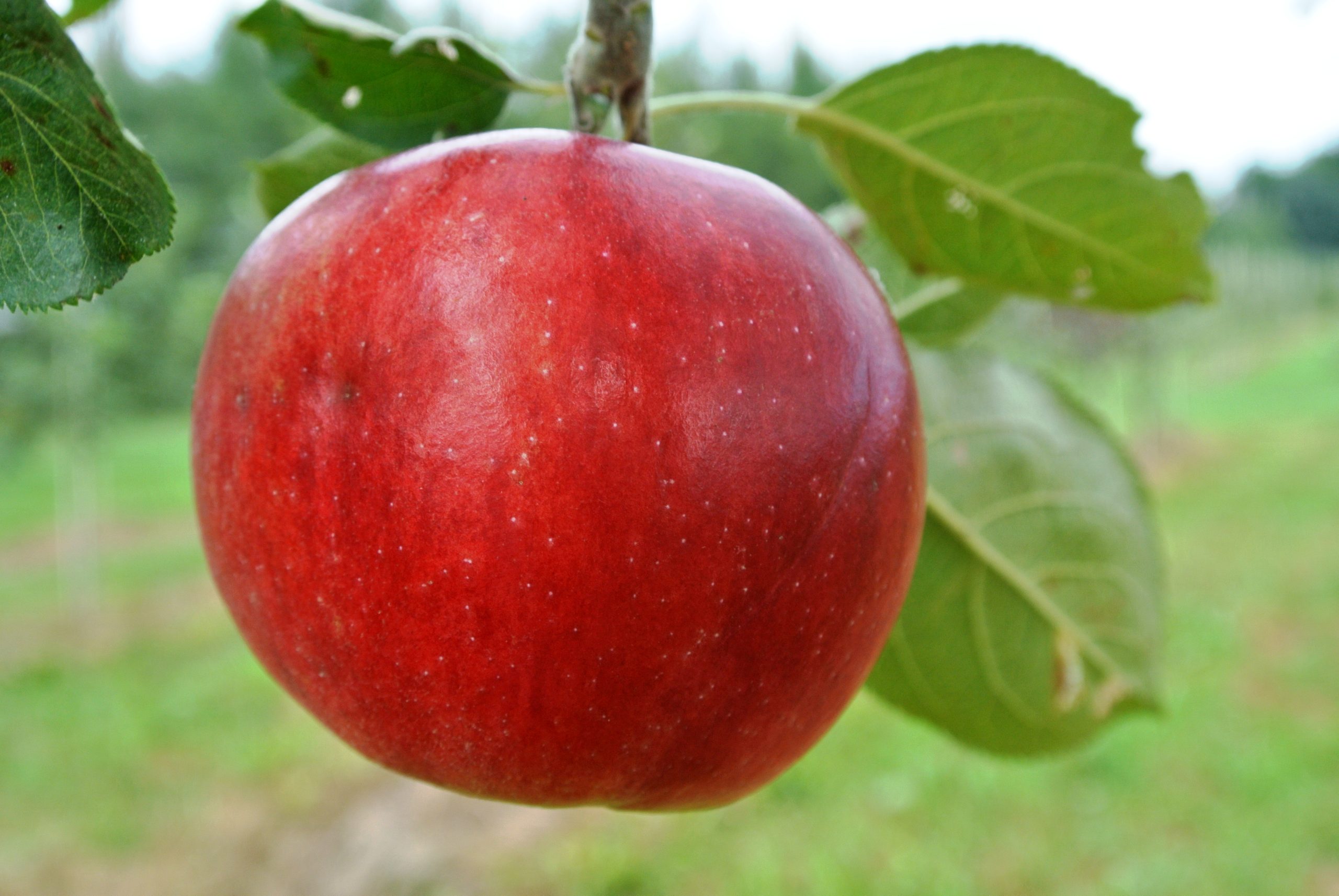 Pommier Redfree