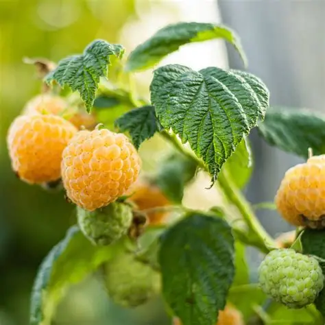 Framboise  jaune Anne